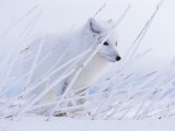 An Arctic Fox Almost Blends into the Snow Photographic Print by Paul Nicklen