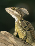 Close View of a Basilisk Lizard Photographie par Roy Toft