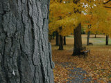 Park Benches under Autumn Foliage Photographic Print by Robert Madden