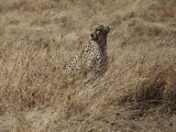 A camouflaged cheetah sits alone in a field of tall grass in Serengeti National Park Lámina fotográfica por Kenneth Love A camouflaged cheetah sits alone in a field of tall grass in Serengeti National Park Lámina fotográfica por Kenneth Love