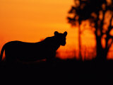 Silhouette of a Lioness from the Central Pride Photographic Print by Beverly Joubert