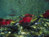 Red Salmon Look for the Perfect Place to Lay Eggs Photographic Print by Paul Nicklen
