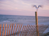 A Sea Gull Takes off from a Wooden Fence Photographie par Stacy Gold