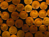 A Close View of Red Salmonfish Eggs Photographie par Paul Nicklen