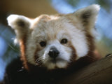 Close View of a Red Panda Photographic Print by Joel Sartore