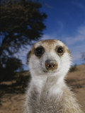 A Close View of an Adult Meerkat (Suricata Suricatta) Lámina fotográfica por Mattias Klum A Close View of an Adult Meerkat (Suricata Suricatta) Lámina fotográfica por Mattias Klum