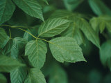 Green Leaves Lámina fotográfica por Al Petteway Green Leaves Lámina fotográfica por Al Petteway