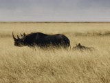 A black rhinoceros and her youngster walk in the tall grass Lámina fotográfica por Jason Edwards A black rhinoceros and her youngster walk in the tall grass Lámina fotográfica por Jason Edwards