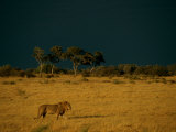 A Male African Lion Walks Across the Sunlit Savanna Photographic Print by Beverly Joubert