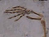Fossil of Lizard-Like Creature, China Photographic Print by O. Louis Mazzatenta