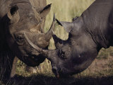 A pair of black rhinoceroses graze Lámina fotográfica por Jodi Cobb A pair of black rhinoceroses graze Lámina fotográfica por Jodi Cobb