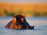 A Female Hippotamus and Her Youngster Enjoy a Dip in Their Favorite Water Hole Photographic Print by Beverly Joubert
