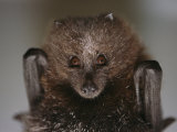 Close View of a Rare Rodrigues Fruit Bat Photographic Print by Joel Sartore