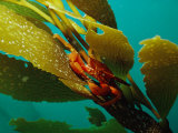 Red Crab on a Kelp Plant, Close View Fotografisk tryk af Bill Curtsinger