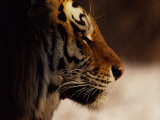 A Close Profile View of a Siberian Tiger Photographic Print by Marc Moritsch