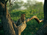 A Leopard Relaxes on a Tree Branch Reprodukcja zdjęcia autor Beverly Joubert A Leopard Relaxes on a Tree Branch Reprodukcja zdjęcia autor Beverly Joubert