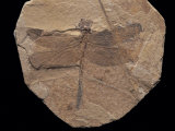 Dragonfly Fossil Discovered at Sihetun, China Photographic Print by O. Louis Mazzatenta