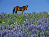 A View of a Wild Horse in a Field of Wildflowers Photographic Print by Raymond Gehman