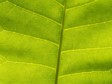A Close View of the Leaf of the Rare Hawaiian Plum Photographie par Joel Sartore
