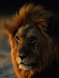 Gros plan d'un lion (Panthera leo) Photographie par Beverly Joubert