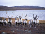 A Group of Barren-Ground Caribou Photographic Print by Paul Nicklen