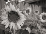 Photo noir et blanc d'un tournesol Photographie par Stacy Gold