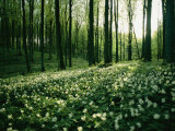 Sisse Brimberg - Spring Forest View with Anemones, Rugen Island in the Baltic Sea - Fotografik Baskı Sisse Brimberg - Spring Forest View with Anemones, Rugen Island in the Baltic Sea - Fotografik Baskı