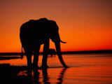 African Elephant Silhouetted at Twilight Photographic Print by Beverly Joubert
