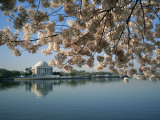 View of Cherry Blossoms and Lincoln Memorial at the Tidal Basin Photographic Print by Medford Taylor