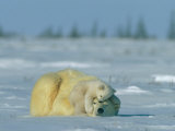Bébé ours polaire se reposant tranquillement sur le dos de sa mère Photographie par Norbert Rosing