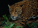 A Portrait of a Leopard (Panthera Pardus) Lámina fotográfica
