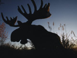 The Silhouetted Head of a Moose Fotografie-Druck von Joel Sartore