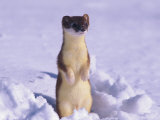 A Portrait of a Weasel Photographic Print by Paul Nicklen