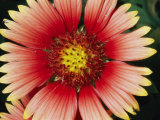 A Close View of a Cactus Flower Photographic Print by Brian Gordon Green