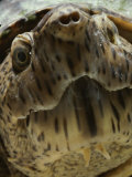 A Close View of the Face of a Loggerhead Musk Turtle Photographic Print by Bill Curtsinger