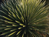 A Lechuguilla Plant in the Desert Photographic Print by Stephen Alvarez