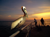 A Brown Pelican Sits on the Pier Railing at Sunset, While People Fish in the Background Photographic Print by Scott Sroka
