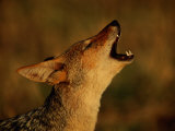 Barking Black-Backed Jackal Photographic Print by Beverly Joubert