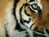 Close View of an Indian Tiger Fotografie-Druck von Michael Nichols