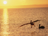 Brown Pelicans at Sunset Photographie par Dugald Bremner