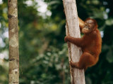 A Bornean orangutan baby Lámina fotográfica por Roy Toft