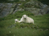 A Ewe and Her Lamb Resting on a Small Mound Fotografie-Druck von Joel Sartore