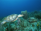 An Endangered Hawksbill Turtle Swims Near the Sea Floor Photographie par Brian J. Skerry