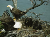 Northern American Bald Eagles and Young in Their Nest Photographic Print by Norbert Rosing