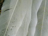 A Close View of Pelican Feathers Photographic Print by Bill Ellzey