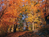 A Deciduous Forest Shows off its Fall Colors Photographie par Nick Caloyianis