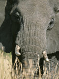 A Close View of an African Elephant Photographie par David Pluth