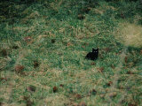 A black cat Lámina fotográfica por Stephen Alvarez A black cat Lámina fotográfica por Stephen Alvarez