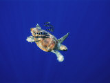 A Swimming Sea Turtle Flanked by Fish Photographic Print by Nick Caloyianis