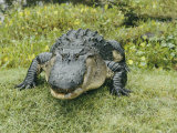 An American Alligator with a Small Fish Hanging out of its Closed Mouth Fotografisk trykk av Joseph H. Bailey